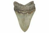 Serrated, Fossil Megalodon Tooth - North Carolina #340875-1